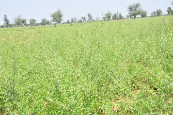 Jafarani Expo