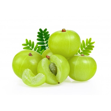 Amla Powder Exporter in India