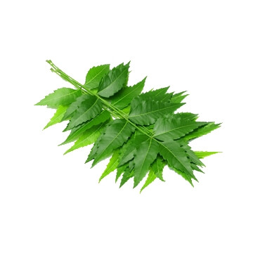 Neem Leaf Powder Exporter in India